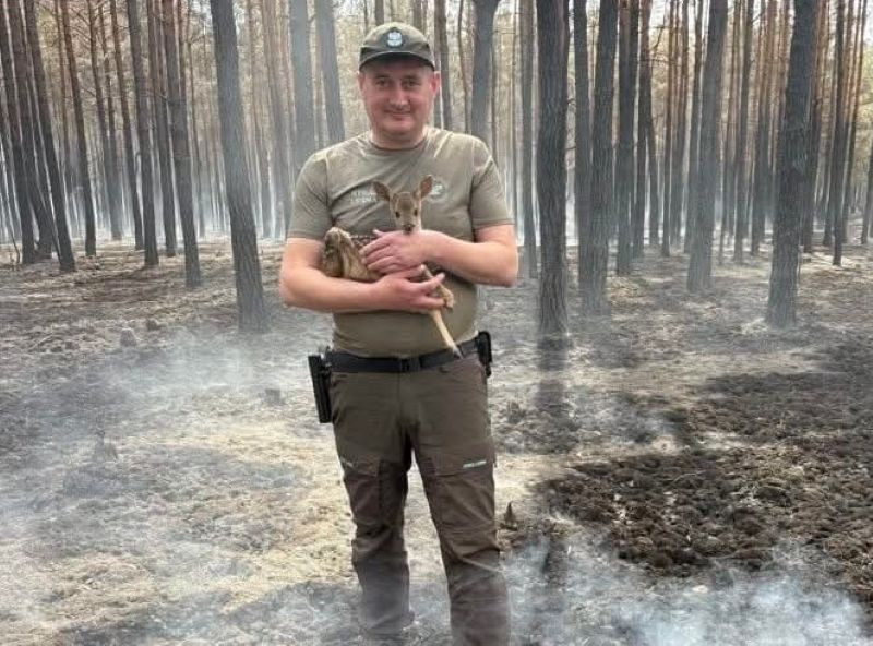 Patrolując spalony las uratowali sarnią sierotę